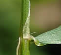 [photo of sheath, ligule, node and stem leaf]