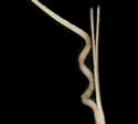 [photo of mature spikelet]