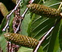 [photo of catkins past pollination]