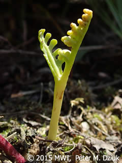 Botrychium campestre (Prairie Moonwort): Minnesota Wildflowers