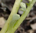 [photo of tropophore]