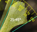 [pinnae span an angle of 25-45 degrees]