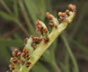 [photo of sporophore after spore release]