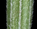 [photo of spikelet and grains]