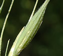 [photo of panicle branch]