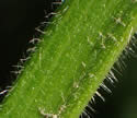 [photo of leaf hairs]