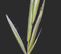 [close-up of spikelet]