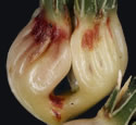 [photo of a pair of mature pistillate spikes]