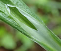 [photo of sheath and ligule (stem removed)]