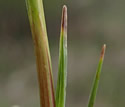 [photo of stem leaves of vegetative shoot]