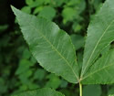 [photo of compound leaf]