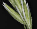 [close-up of panicle branches]