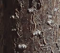 [photo of older trunk]