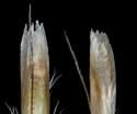 [photo of dissected spikelet]
