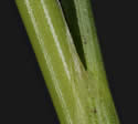 [photo of stem, node and ligule]