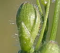 [close-up of spikelets]
