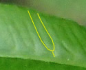 [photo of sterile frond pinnae and vein pattern]