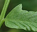 [photo of fertile frond]