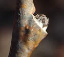 [photo of twig and emerging bud]