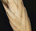 [photo of spikelet]