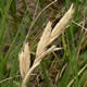 [Photo of Saltgrass]