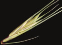 [photo of spikelet]