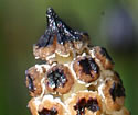 [photo of spore cones]