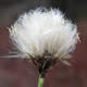 [photo of Tussock Cottongrass]