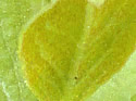 [photo of yellowish leaves]