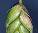 [photo of spikelet]