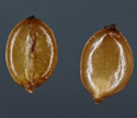 [photo of mature florets and grain]