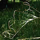 [photo of Needle-and-thread Grass]