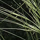 [photo of Porcupine grass]