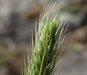 [photo of spikelet clusters]