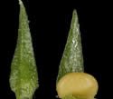 [close-up of leaf and sporophyll]