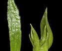 [close-up of sporophyll leaf and gemma branchlet]