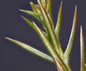 [photo of leaves on juvenile growth]