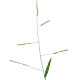 [photo of White Grass]