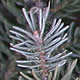 [photo of White Spruce]