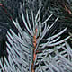 [photo of Colorado Spruce]