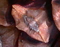 [photo of 2-year-old cone]