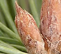 [photo of branch buds and 1-year-old cones]
