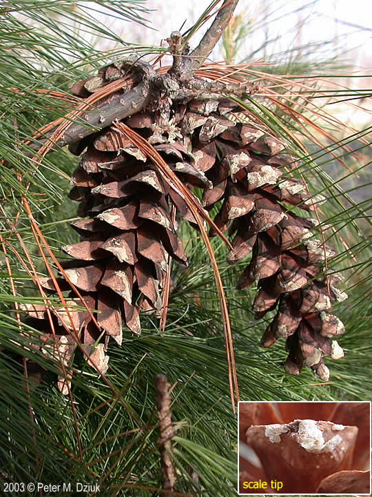 Pinus strobus (White Pine): Minnesota Wildflowers