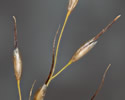 [close-up of panicle branch]