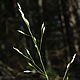 [photo of Mountain Rice Grass]