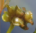 [photo of fruit cluster]