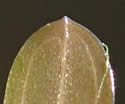 [photo of leaf tip and veins]