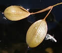 [photo of floating leaves]