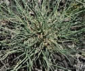 [photo of basal clump with decumbent stems]