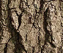 [photo of trunk]